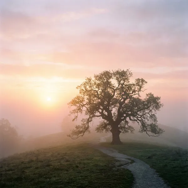 El proceso del Duelo: Entender las etapas para volver a vivir