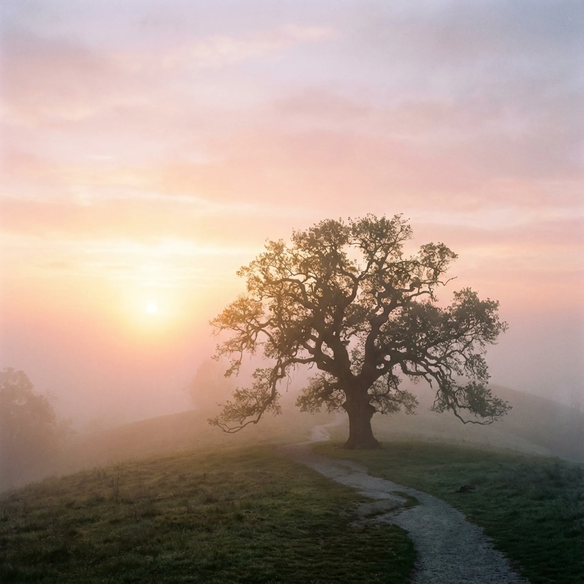 El proceso del Duelo: Entender las etapas para volver a vivir